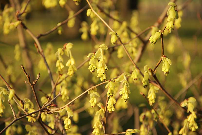 Lískovníček (Corylopsis)