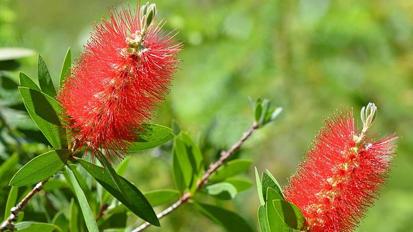 Štětkovec citronový (Callistemon citrinus) má příhodné jméno: květy připomínají štětku na čistění lahví a lístky při promnutí voní jako citron