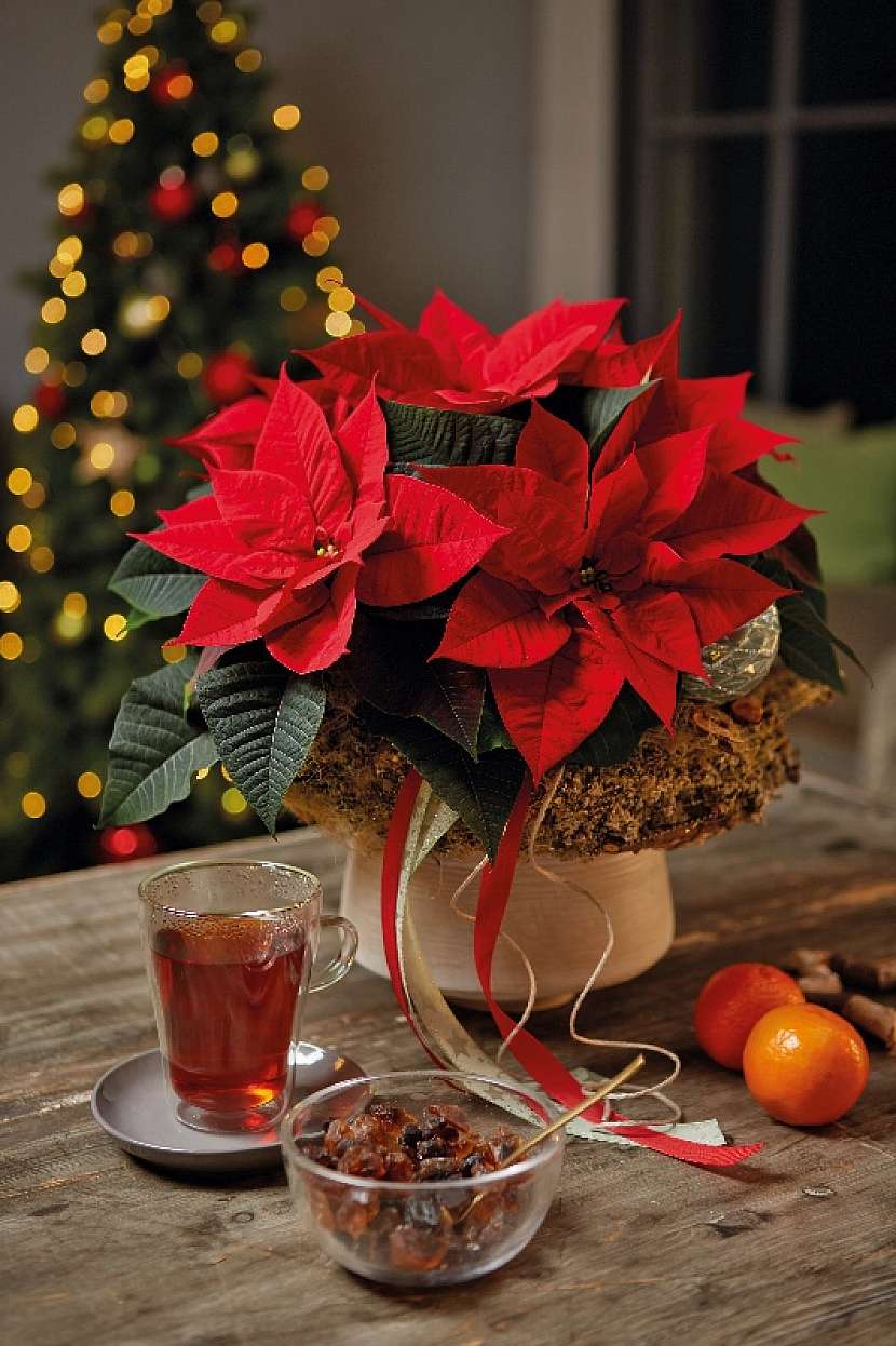 Poinsettie náhled 1
