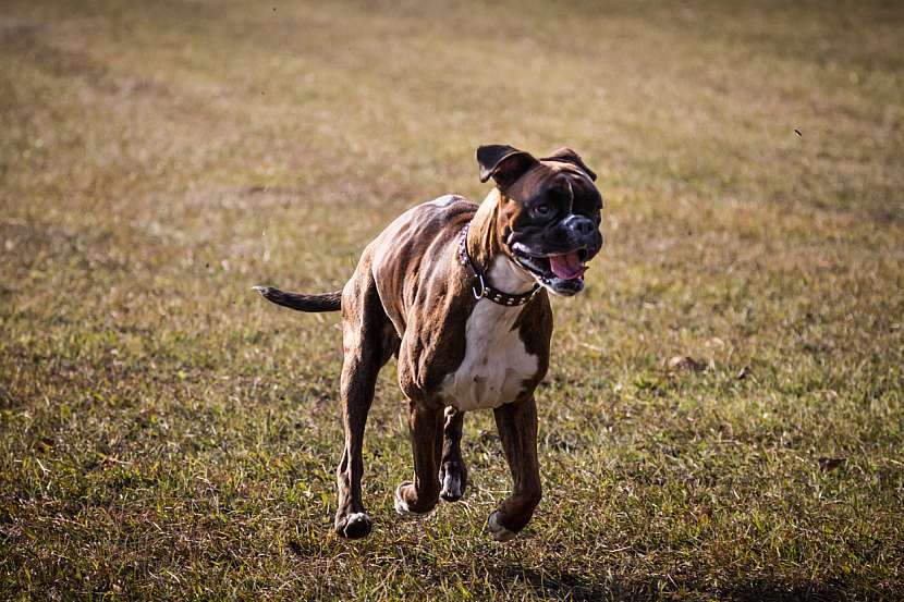 Německý boxer