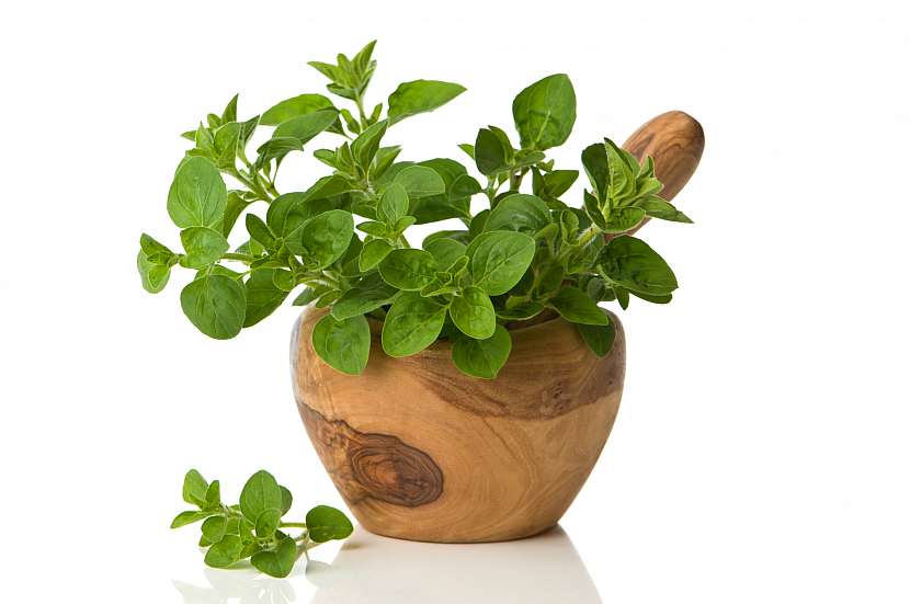 Oregano