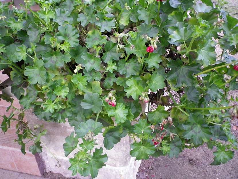 Muškáty se přes zimu vytáhnou a vypadají nevzhledně