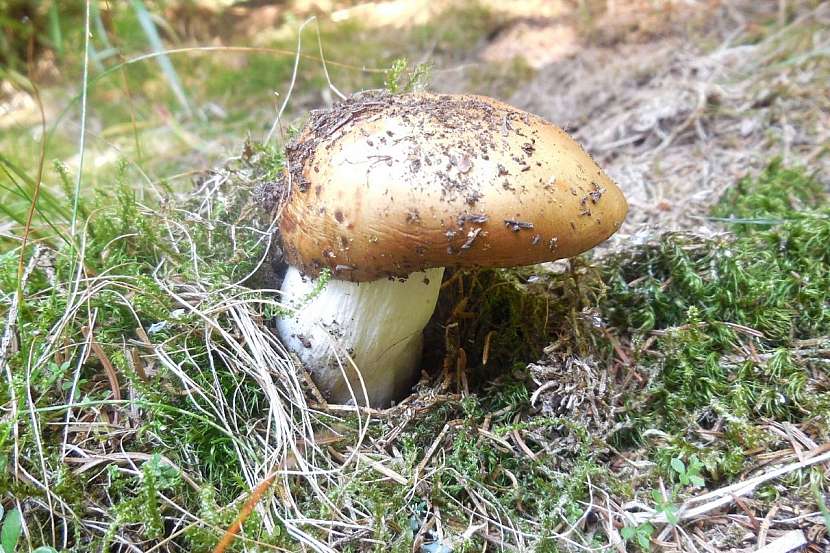 Holubinka celokrajná (Russula integra)