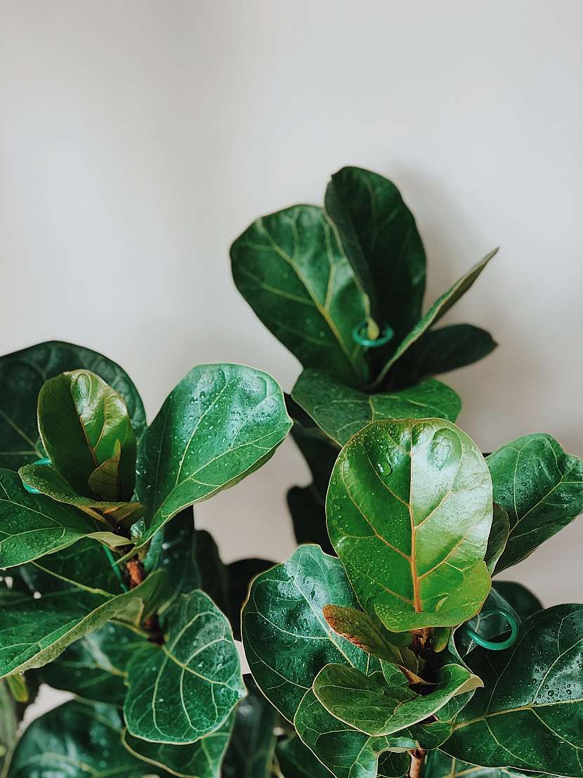 Ficus lyrata bambino