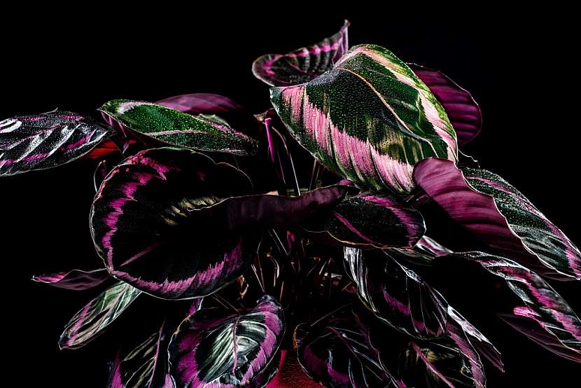 Filodendron