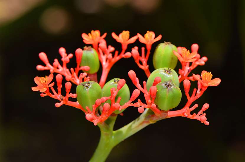 Jatropha podagrica
