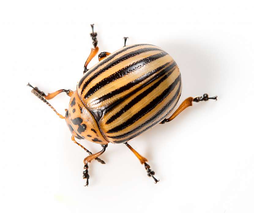 Mandelinka