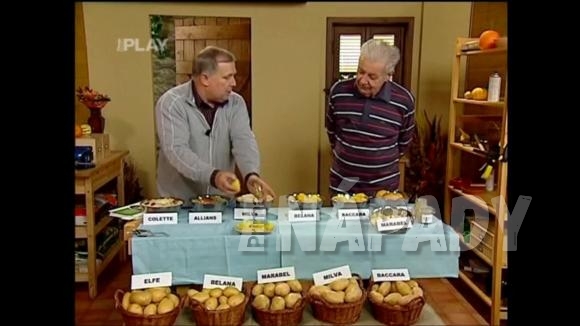 Odrůdy brambor na bramborový salát