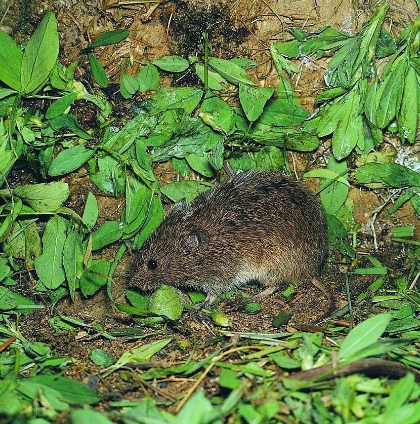 Mezi hlodavce, kteří mohou napáchat velké škody, patří i hraboš polní