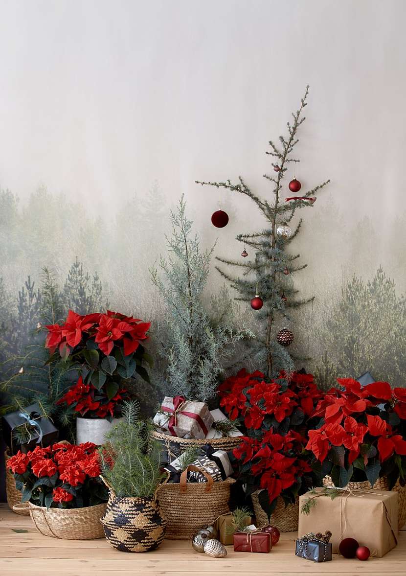 csm_2020_poinsettia_01000_Christmas_Green_Spirit_24_2ff62cbf8a