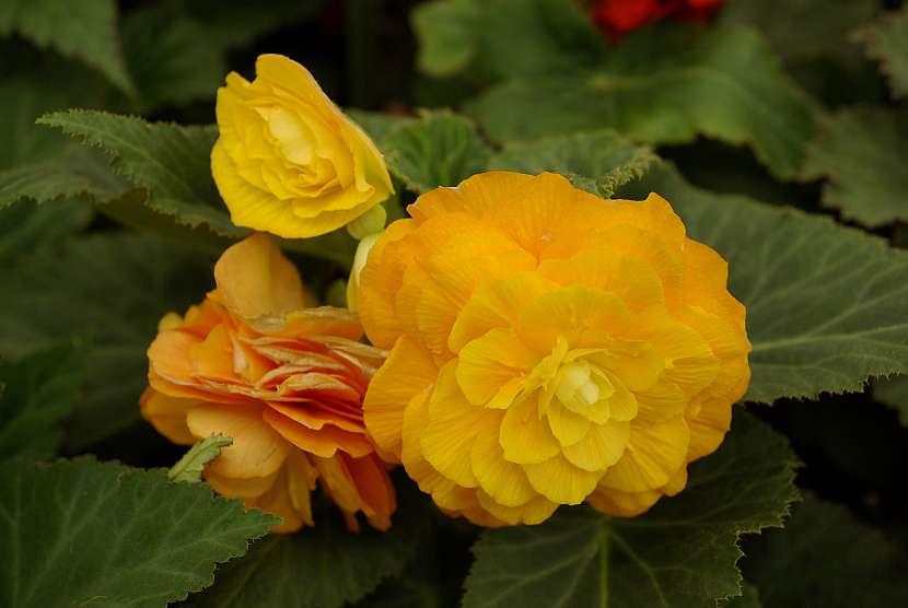 Begonia tbh. velkokvětá-žlutooranžová