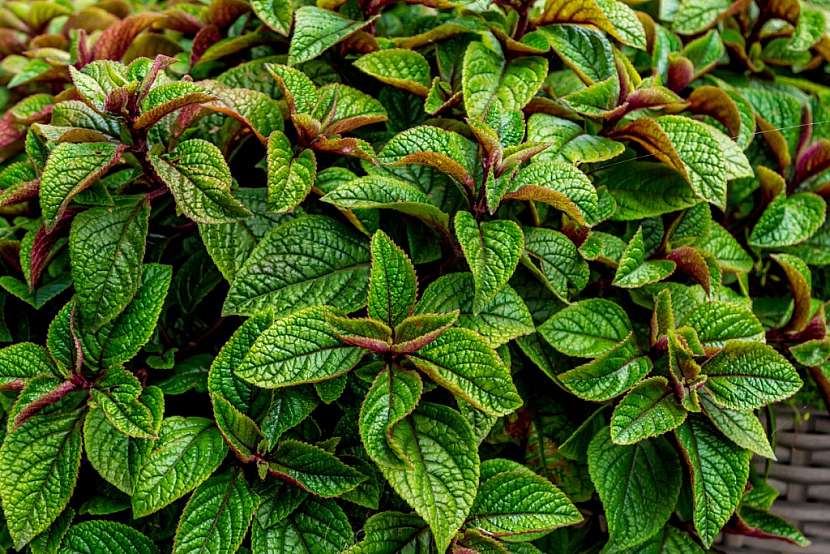 Moud purpurový, molice (Plectranthus purpuratus)