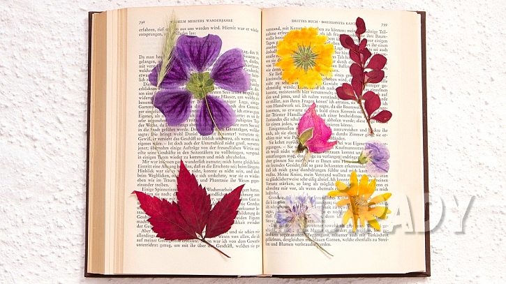 Nápady na dekorace z přírodnin: lisovat rostliny a jejich části lze ve speciálním lisu, ale také jednoduše v knížce