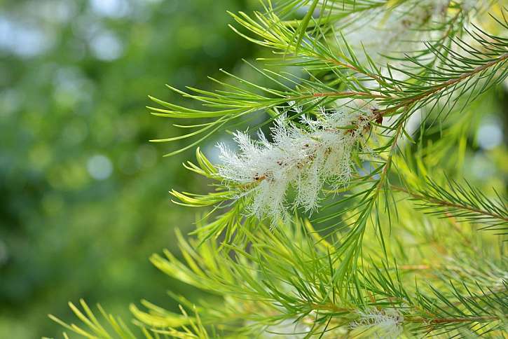 Všestranné použití Tea Tree oleje