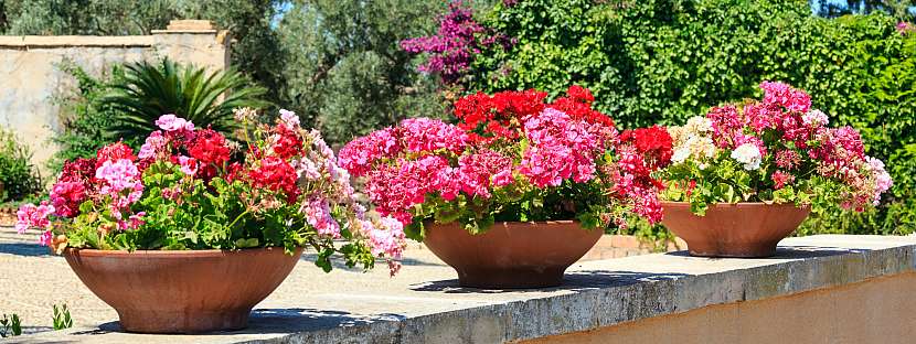 pelargonie v květináčích