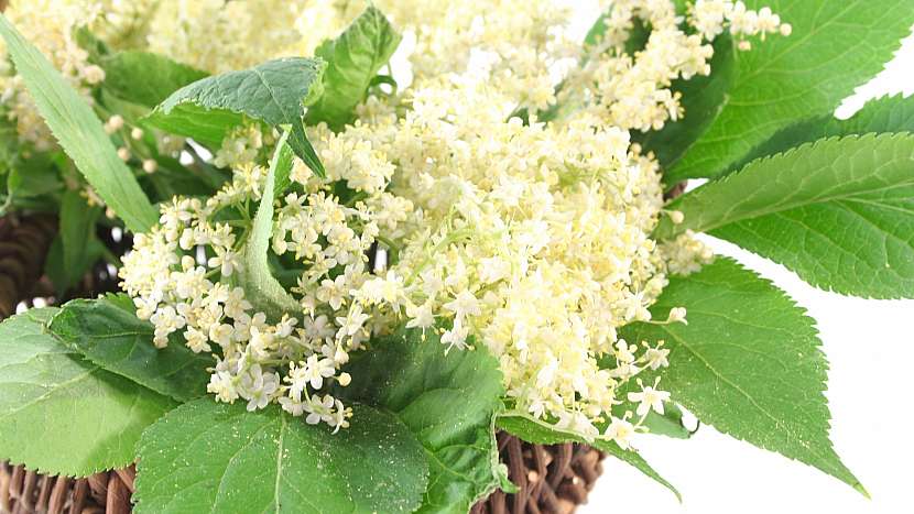 Květy černého bezu (Sambucus niger) podporují hubnutí