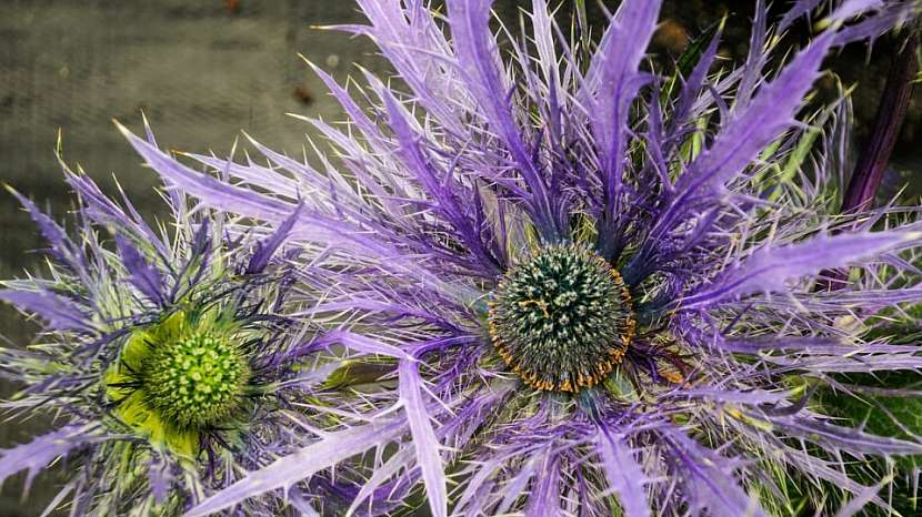 Máčka alpská (Eryngium alpinum)