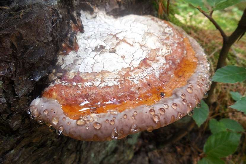 troudnatec pásovaný (Formitopsis pinicola)