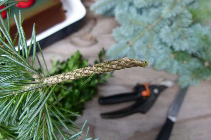 Adventní svícen: stříbrný smrk