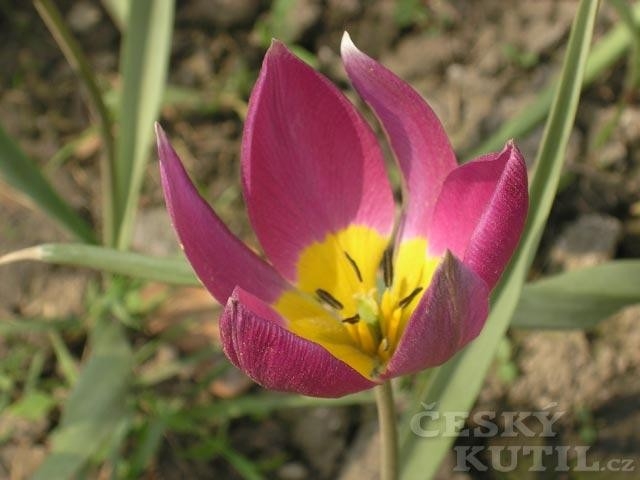 Tulipán – původní botanické druhy