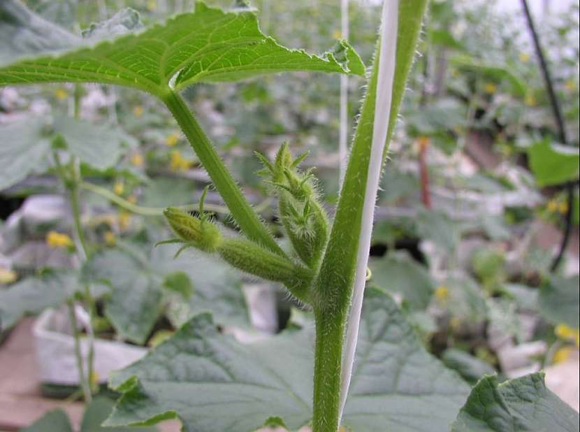 Multifruitní odrůdy nasazují více plodů