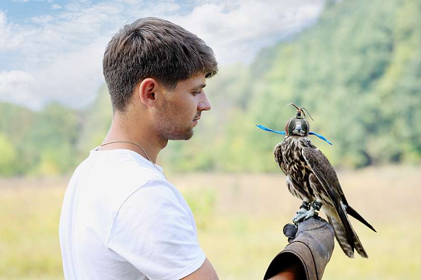 Sokol na ruce muže