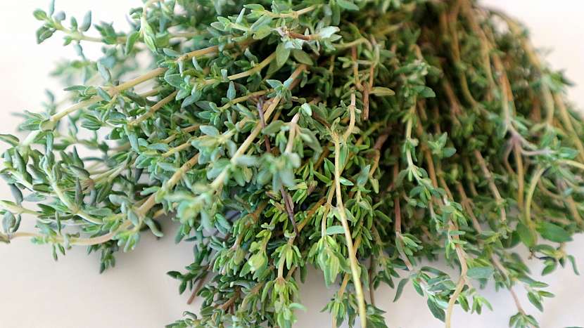 Tymián obecný (Thymus vulgaris), silně aromatická bylinka s kafrovou vůní, nohy uvolní