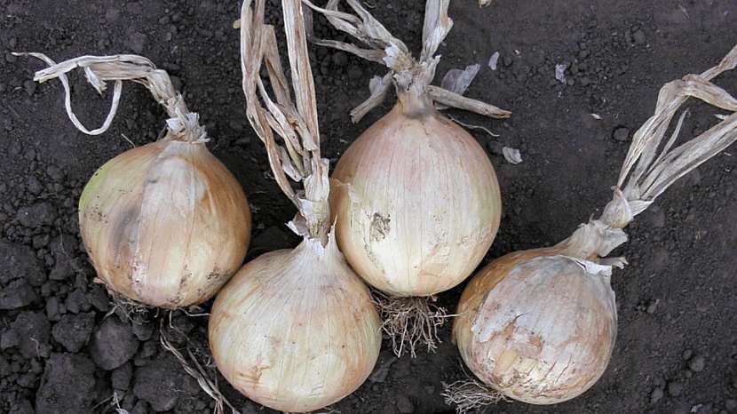 Pěstování cibule: pozdní odrůda salátové cibule Globo