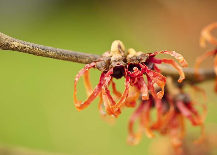Hamamelis x intermedia 'Diane'