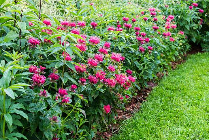 Zavinutka neboli monarda – výrazně aromatická rostlina s léčivými účinky