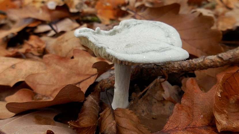 Dozelena vybarvenou houbou je strmělka anýzka (Clitocybe odora), vyznačující se plochým, či nálevkovitým kloboukem