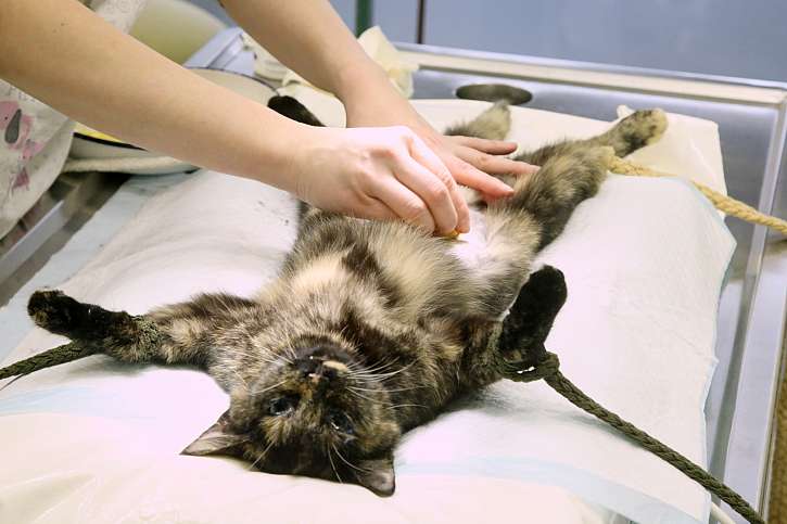 Kočku čeká nenáročná operace v podobě kastrace