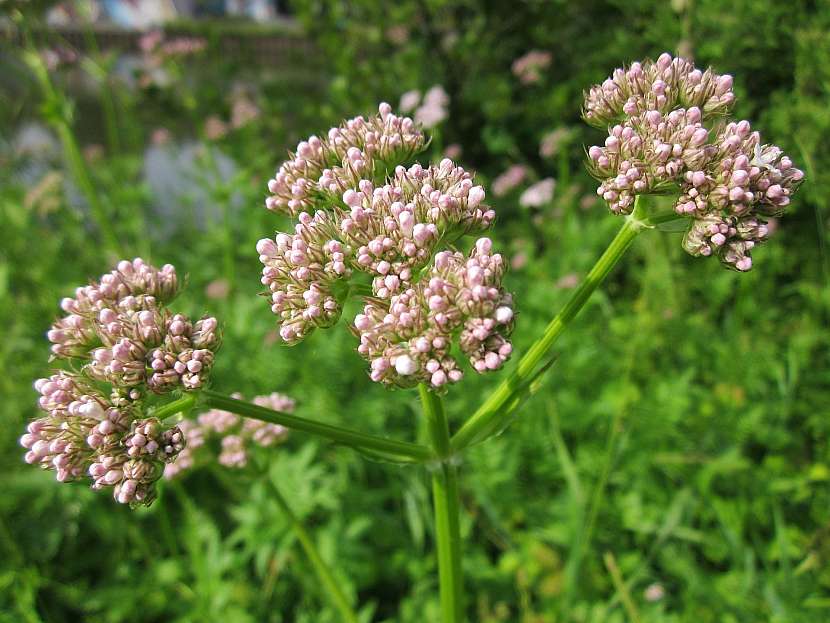 Kozlík lékařský (Valeriana officinalis)