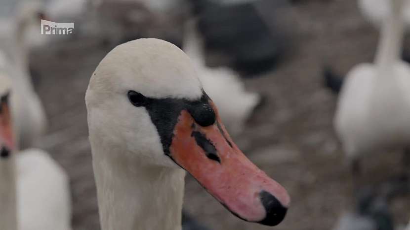 Labutě