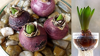 Rychlení hyacintů: Zajistěte si zimní květy včasnou přípravou
