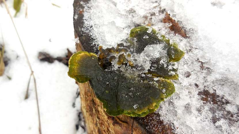 Outkovka pestrá (Coriolus versicolor)