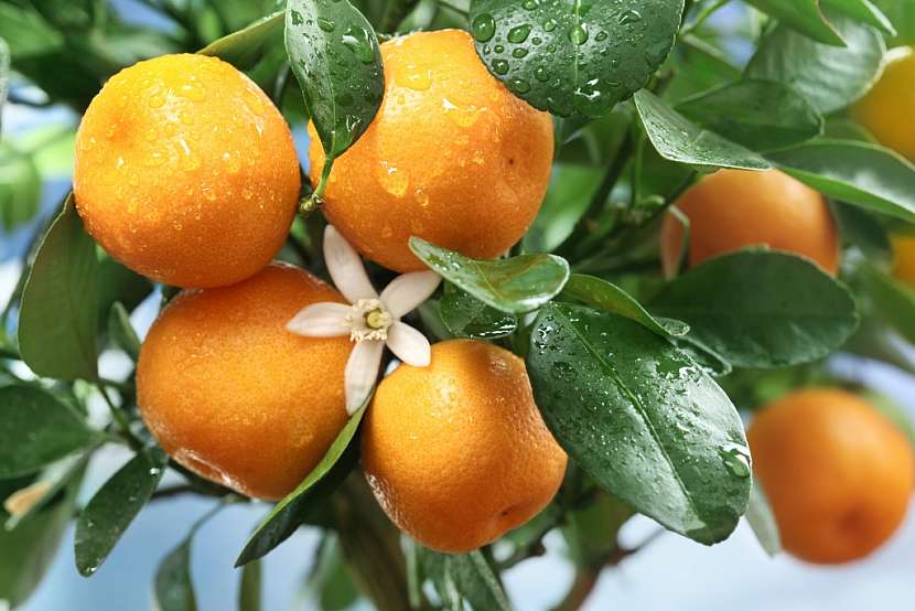 Citrusy