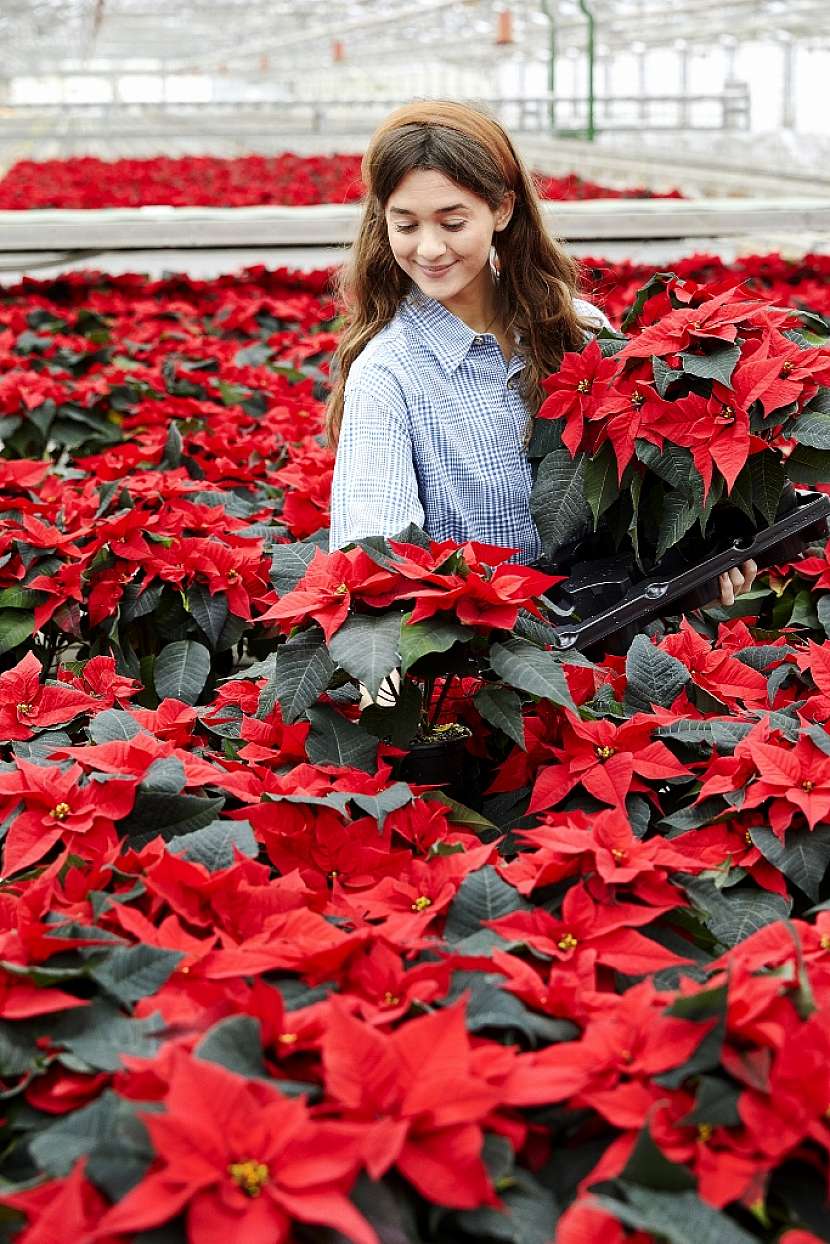 Poinsettie náhled 2