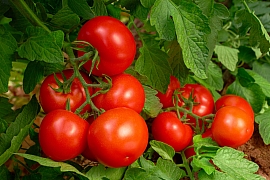 Známe tajemství úspěšného pěstování rajčat aneb Zásady správného sázení 