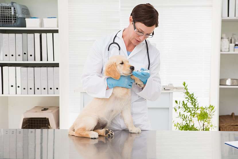 U veterináře