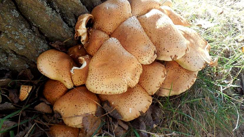 Šupinovka kostrbatá (Pholiota squarrosa)
