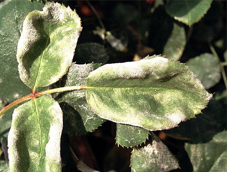 Padlí se vyskytuje na listech, poupatech i letorostech
