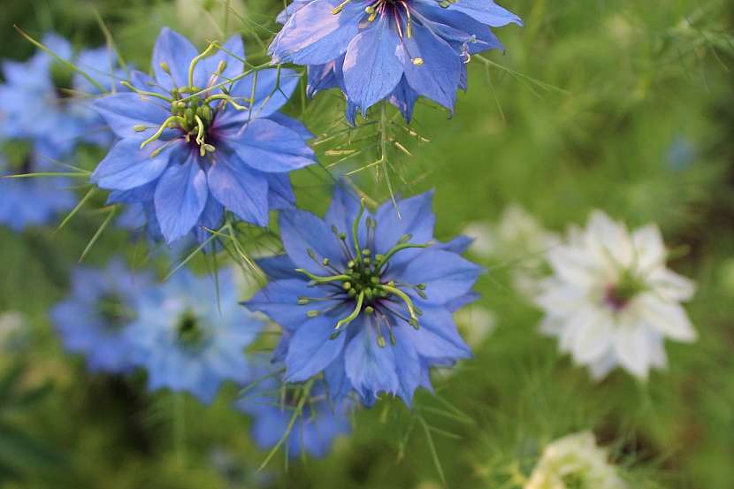 Černucha damašská (Nigella damascena)
