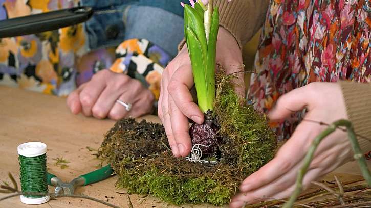 Cibuli hyacintu lze také obalit mechem, který dobře udržuje vlhkost