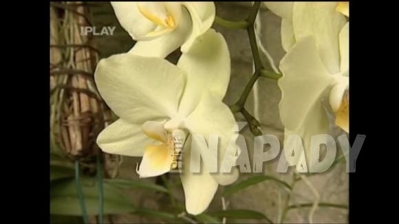 Pěstování orchidejí