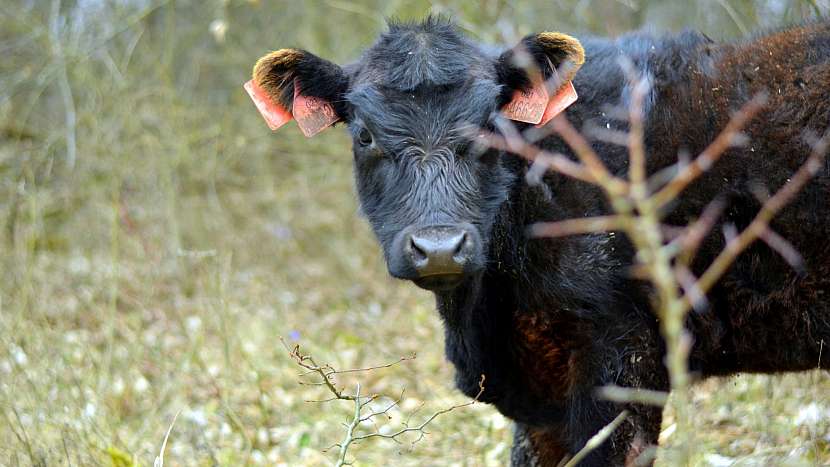 Jak fotit jaro: pracujte se zvířaty