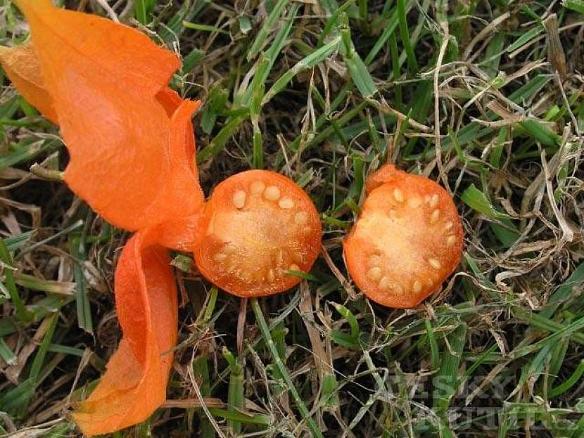 Mochyně židovská (židovská třešeň)