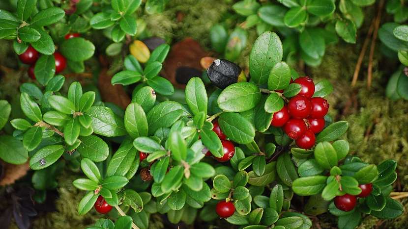 Brusnice brusinka (Vaccinium vitis-idaea)