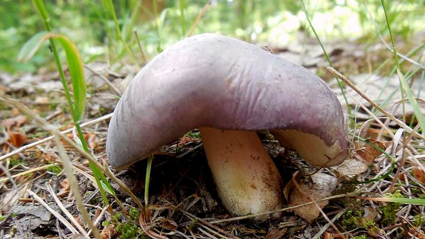 Holubinka doupňáková