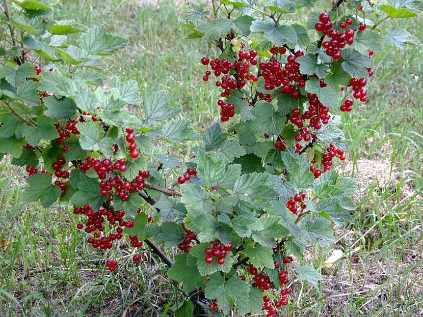 Agro CS: Péče o stromy po sklizni